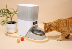 Understanding Cat Nourishment Propensities
