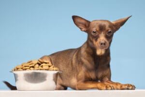 Dog Nourishment and Care: Guaranteeing a Cheerful and Sound Life for Your Furry Friend