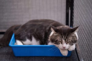 Kitty Litter Box ; how to Assist Your Cats in Using